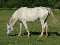 DSC06738-WARLINKA-5-juillet-17